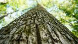 Mujer de 45 años se enamoró de un árbol y se declaró “ecosexual”