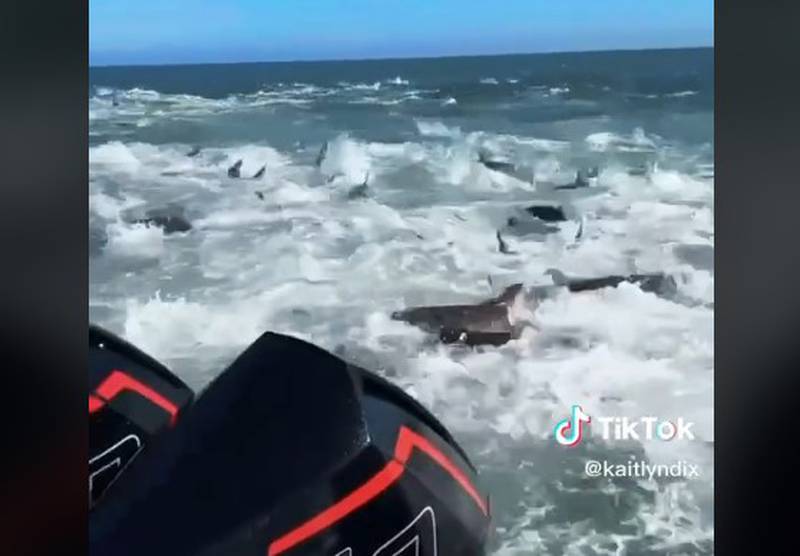 Quedaron rodeados por decenas de tiburones