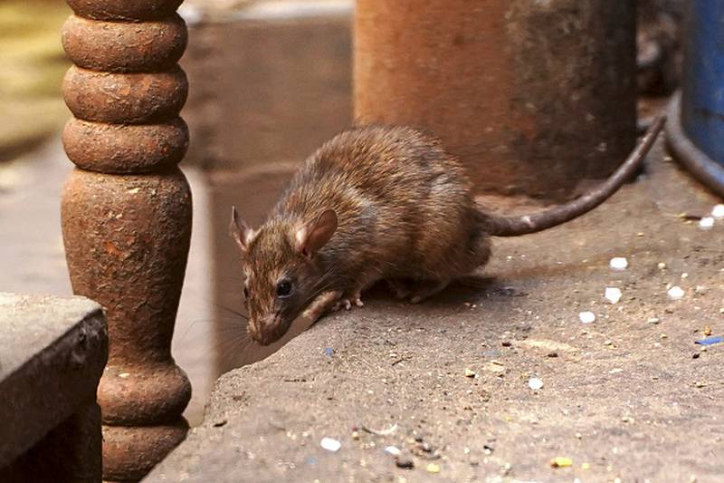 ¿Qué significa soñar con ratones, ratas y roedores?