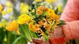 ¿Por qué se regalan flores amarillas este 29 de febrero?