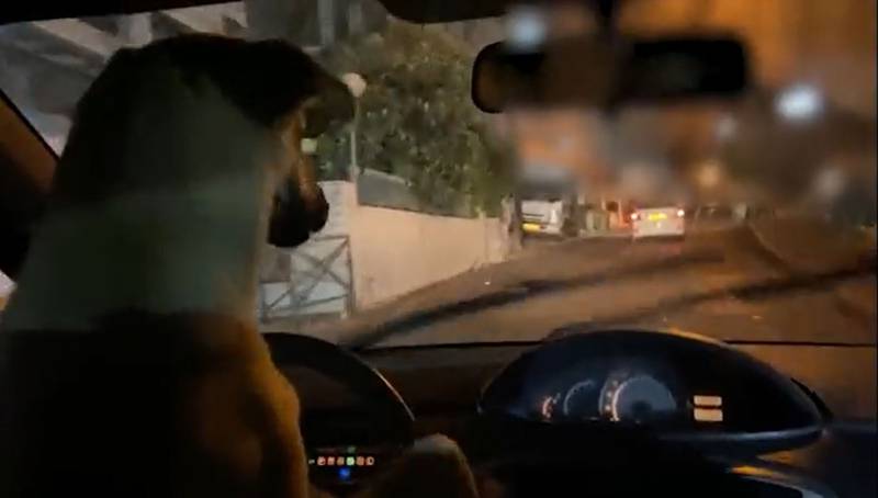 [VIDEO] Hombre fue detenido tras “hacer conducir” a su perro en Israel