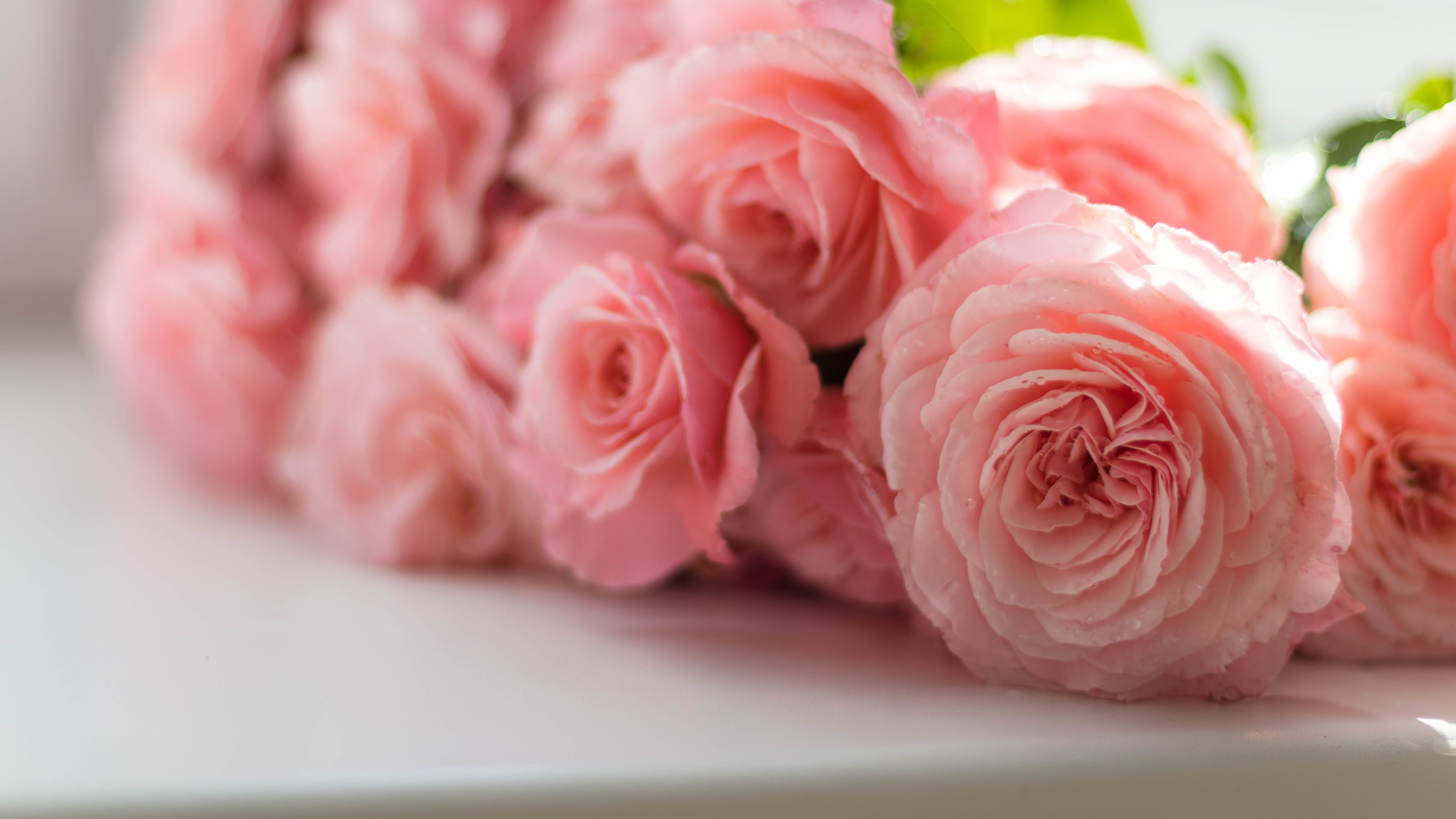 Feng Shui: 5 plantas mágicas perfeitas para atrair amor e paixão