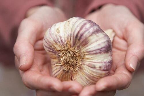 ¡Toma nota! Ajo para las uñas, el secreto para fomentar su rápido crecimiento y endurecerlas