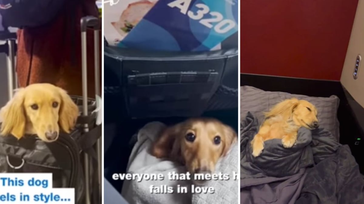 Es la historia de Fifi, una perrita que se volvió tendencia en las redes sociales al ser grabada por su dueña viajando en primera