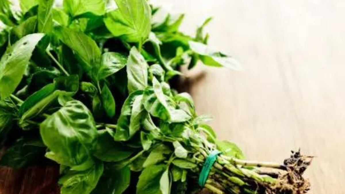 ¿Cómo usar la albahaca en tu hogar para atraer el dinero y la abundancia a tu vida?