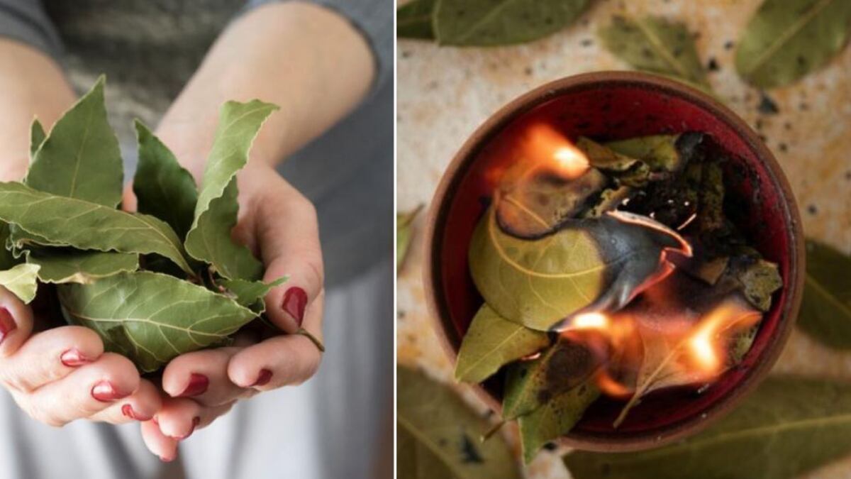 Atrae la buena suerte y la prosperidad a tu hogar con la hoja del Laurel: 3 formas de usarlo según el feng shui