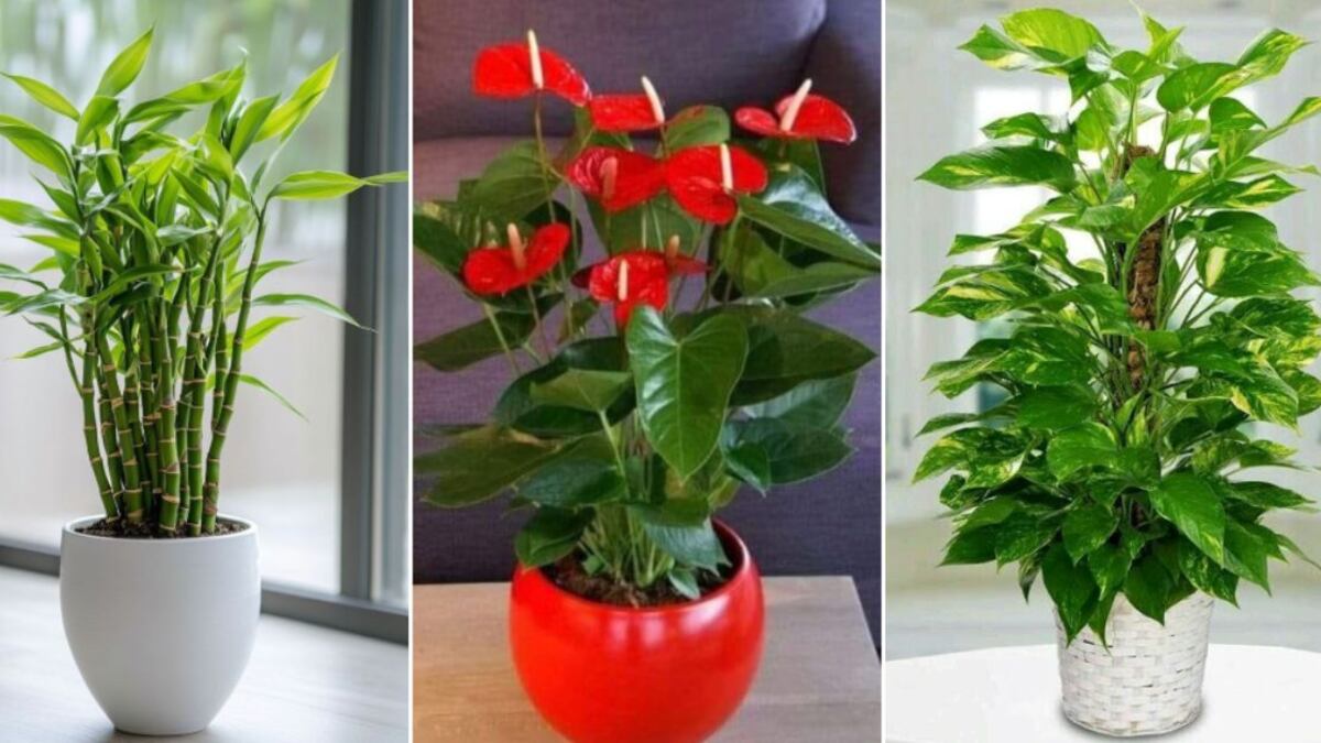 Feng Shui: las 5 plantas que todos deben tener en su casa para atraer el dinero y la abundancia en 2025