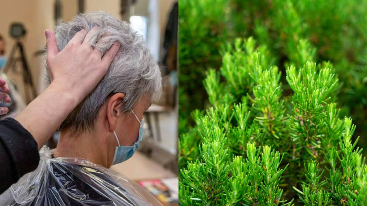 El romero ayuda a disimular las canas