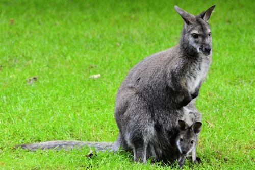 TikTok: Se hace viral video de un hombre peleando con un canguro para salvar a su perro