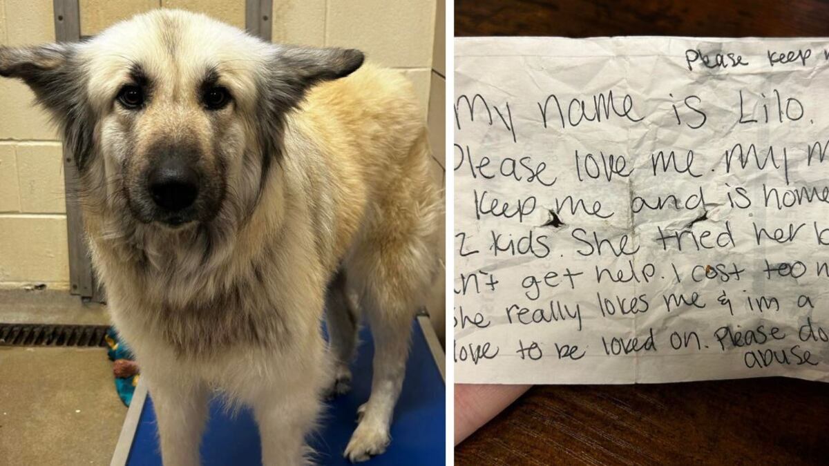 La dueña de Lilo logró ver la publicación en Facebook y se puso en contacto con el albergue.