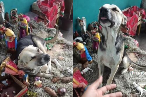 “¡Bájate Dorito!”: perrito se durmió en un pesebre y su reacción se volvió viral