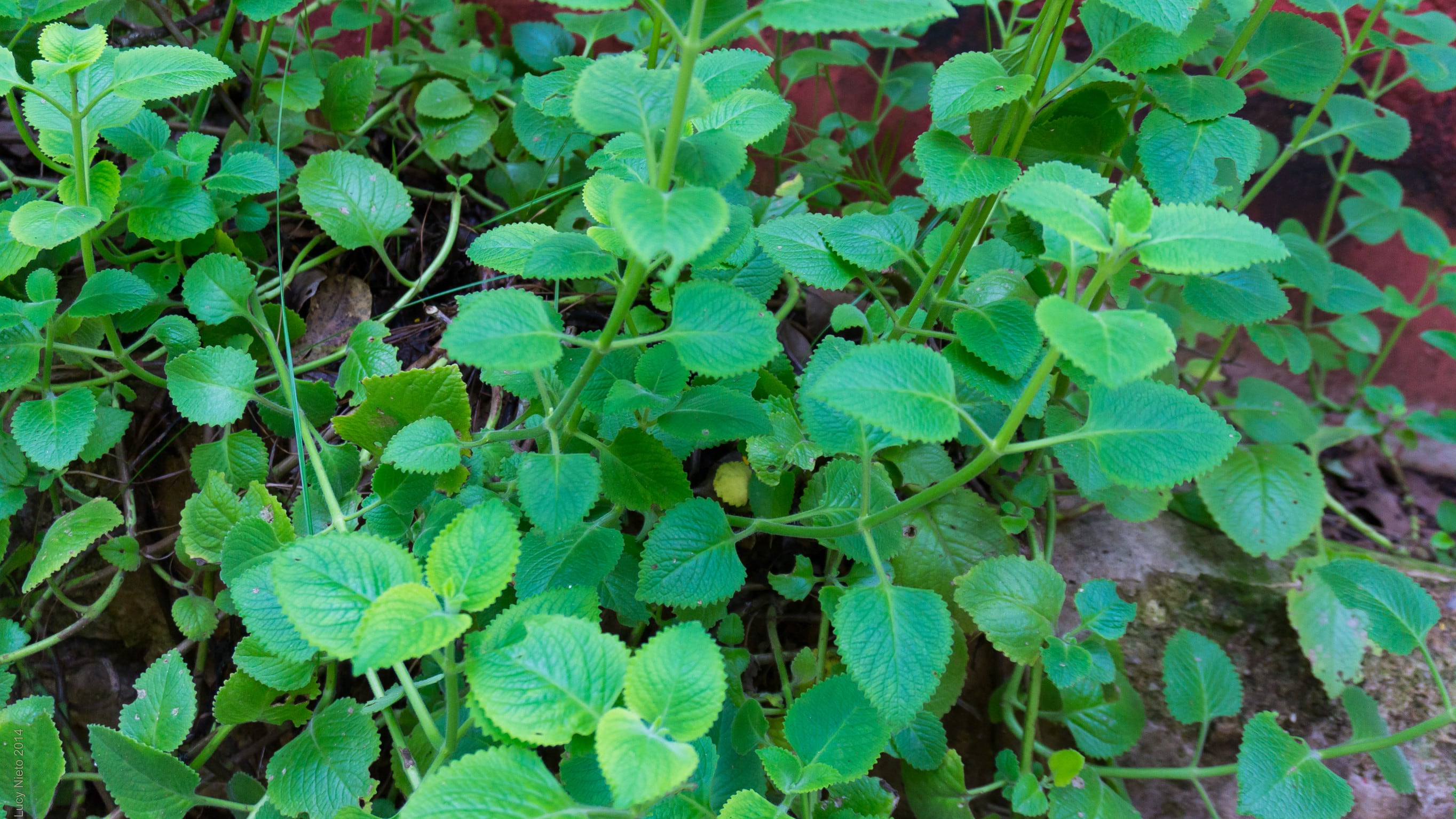 Feng Shui: dónde debes colocar el orégano en tu casa para atraer la suerte y alejar las malas energías