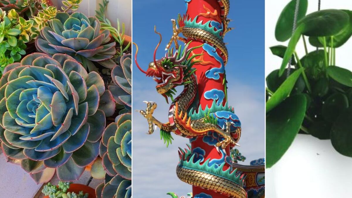 Año Nuevo chino: ¿Cuál es la planta de la suerte según tu signo en el año del Dragón de Madera?
