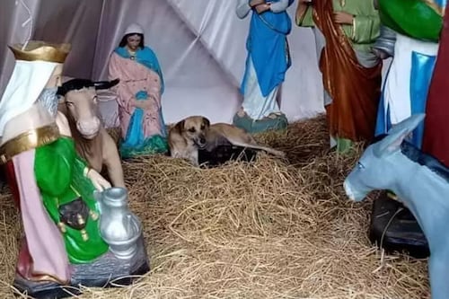 En pleno pesebre, perrita sin hogar dio a luz a 7 cachorros y se adelantó al niño Jesús