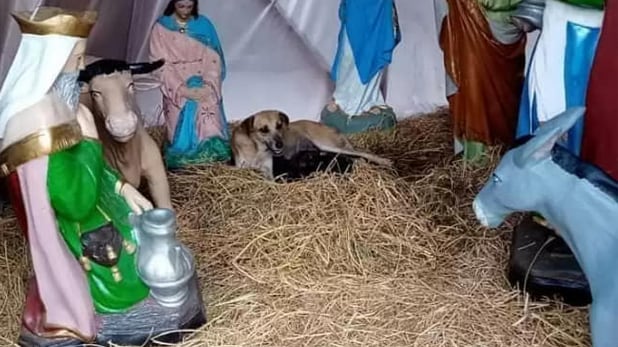 Perrita dio a luz en un pesebre