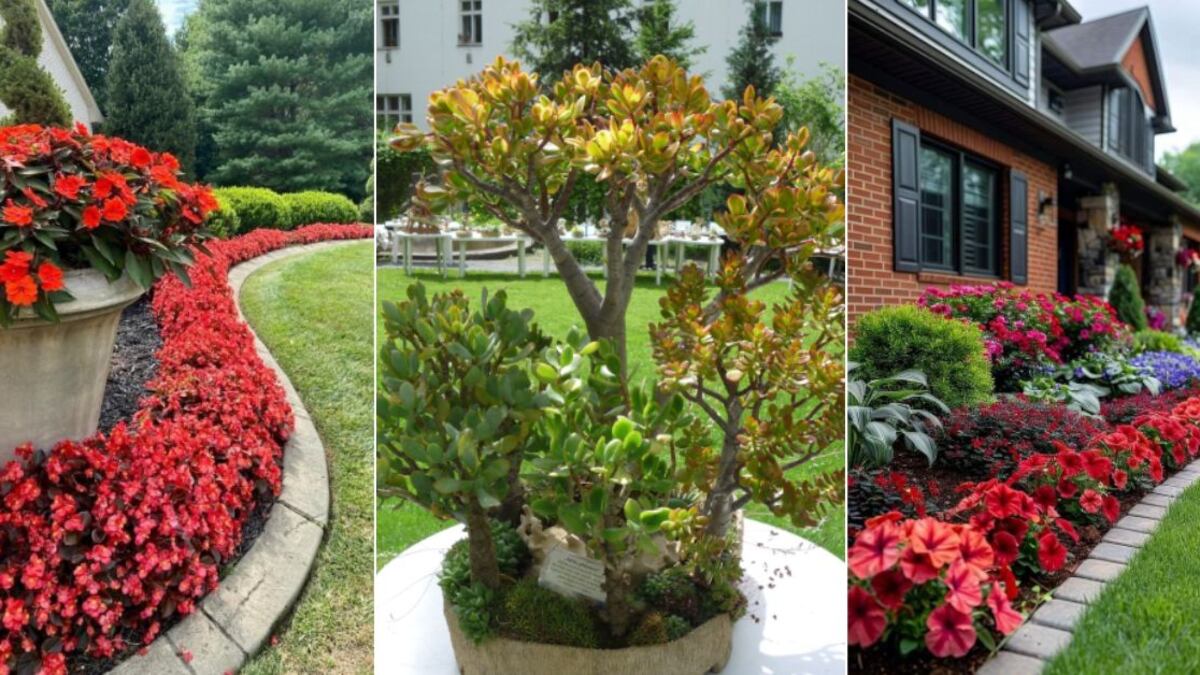 Feng Shui: las 3 plantas que debes tener en la entrada de tu casa para atraer la buena suerte