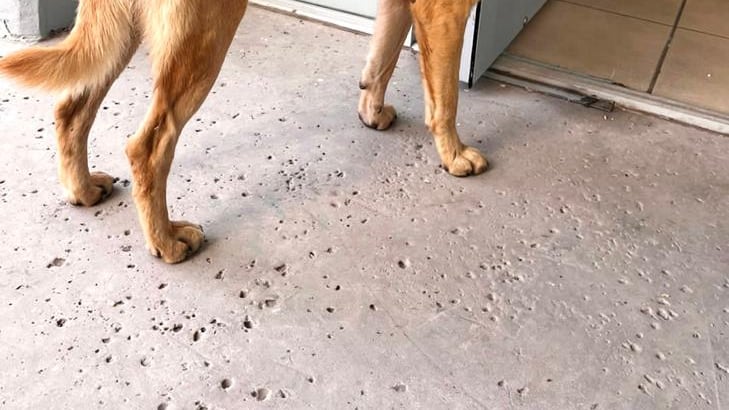 Palomo, perro de dos años de edad