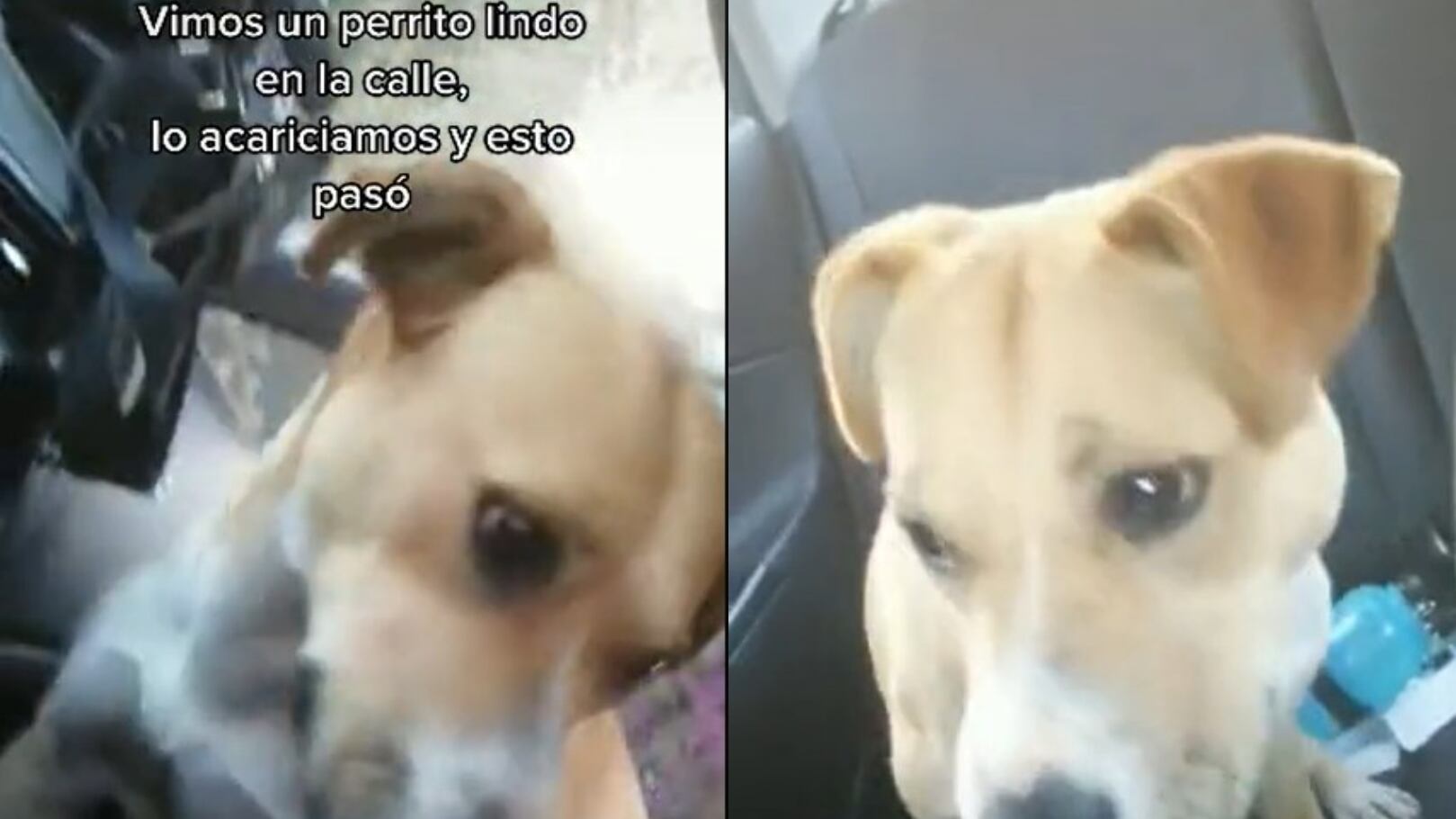 El video se volvió viral