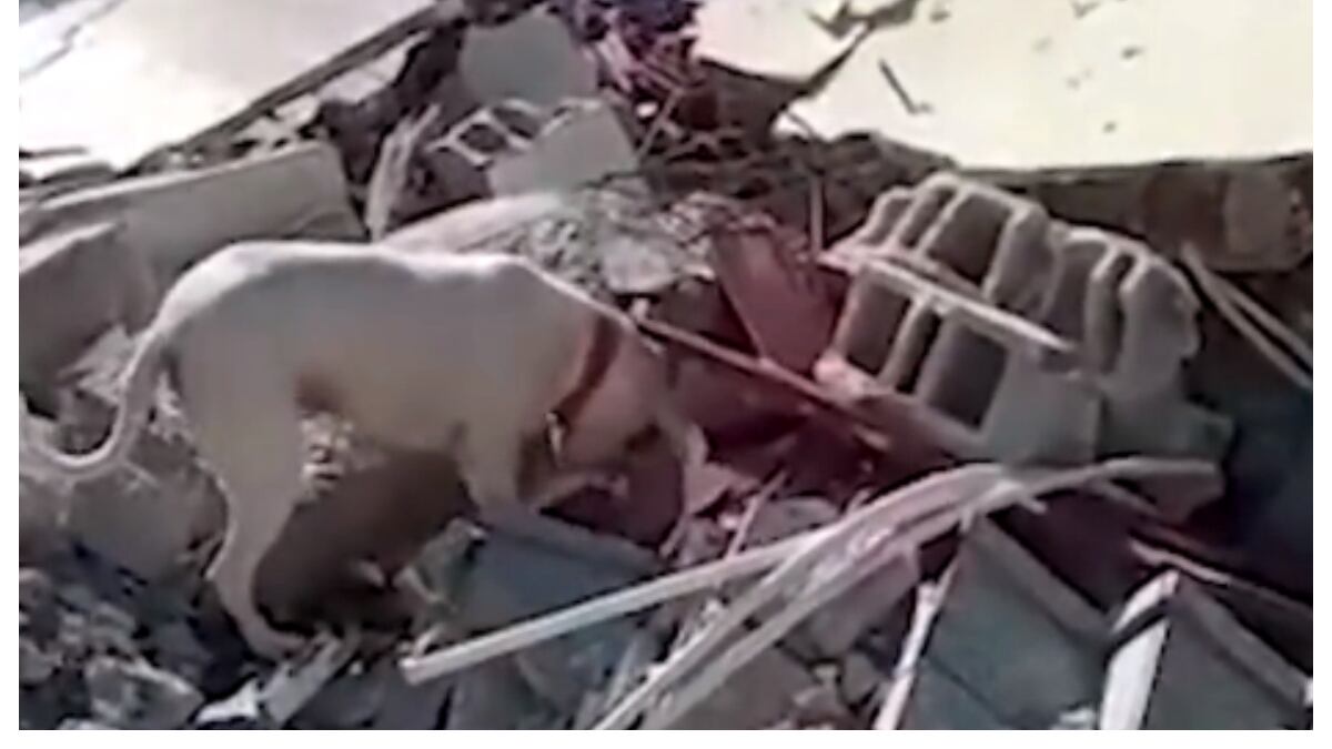 Perrito busca a su dueño entre los escombros