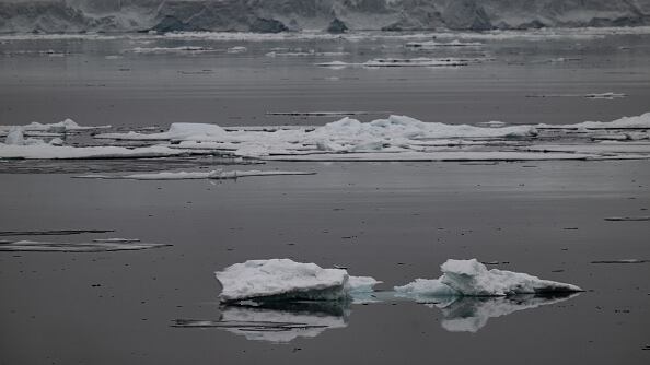 El tiburón de Groenlandia vive en las profundidades del océano Ártico