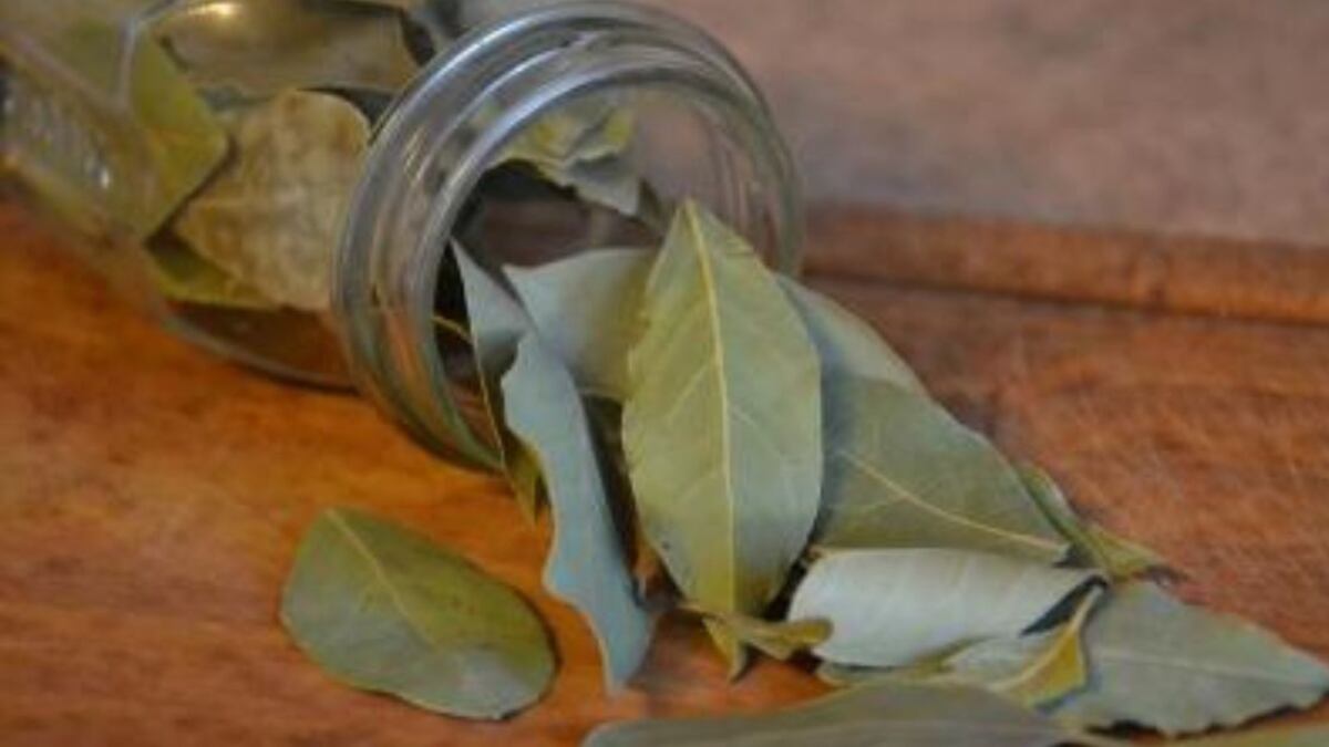 La planta de laurel se considera un símbolo de victoria y protección en muchas tradiciones espirituales