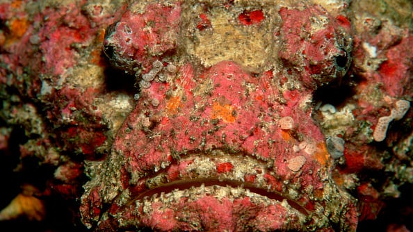 El aterrador pez tendría un parecido al pez escorpión y al pez piedra, que es el que aparece en esta foto