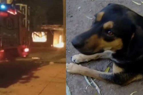 Lo despertó con la casa en llamas: perrito héroe salva a su dueño de morir en incendio 