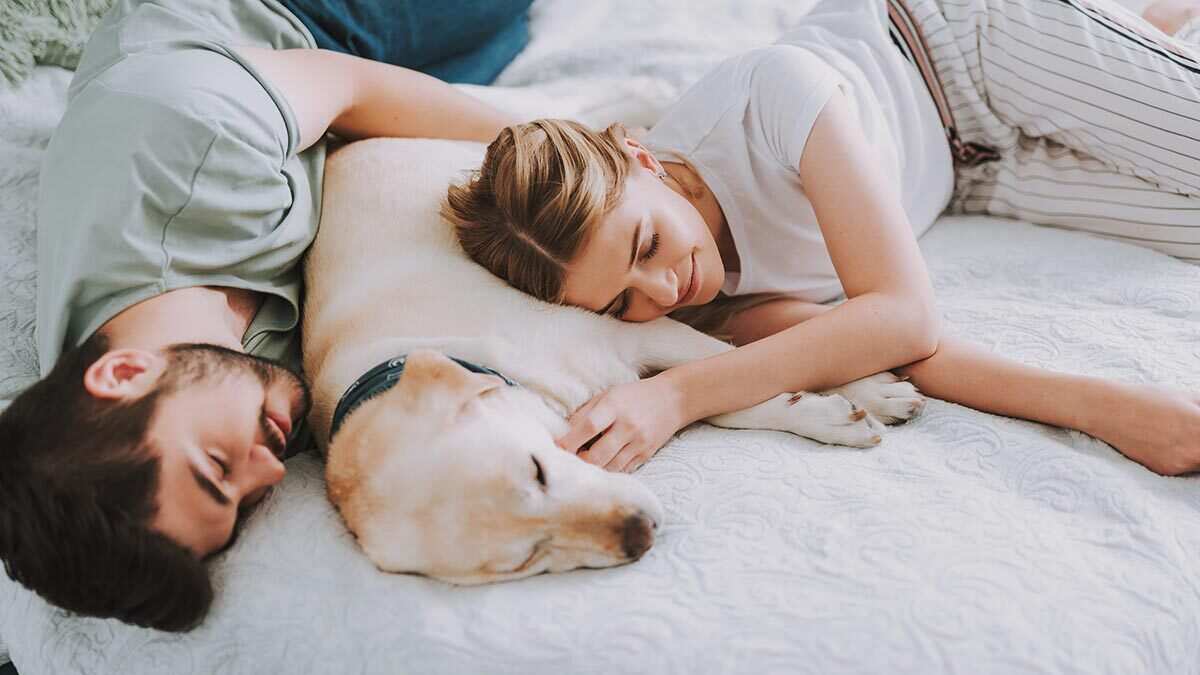 ¿Lealtad o miedo? Esto es lo que significa soñar con perros
