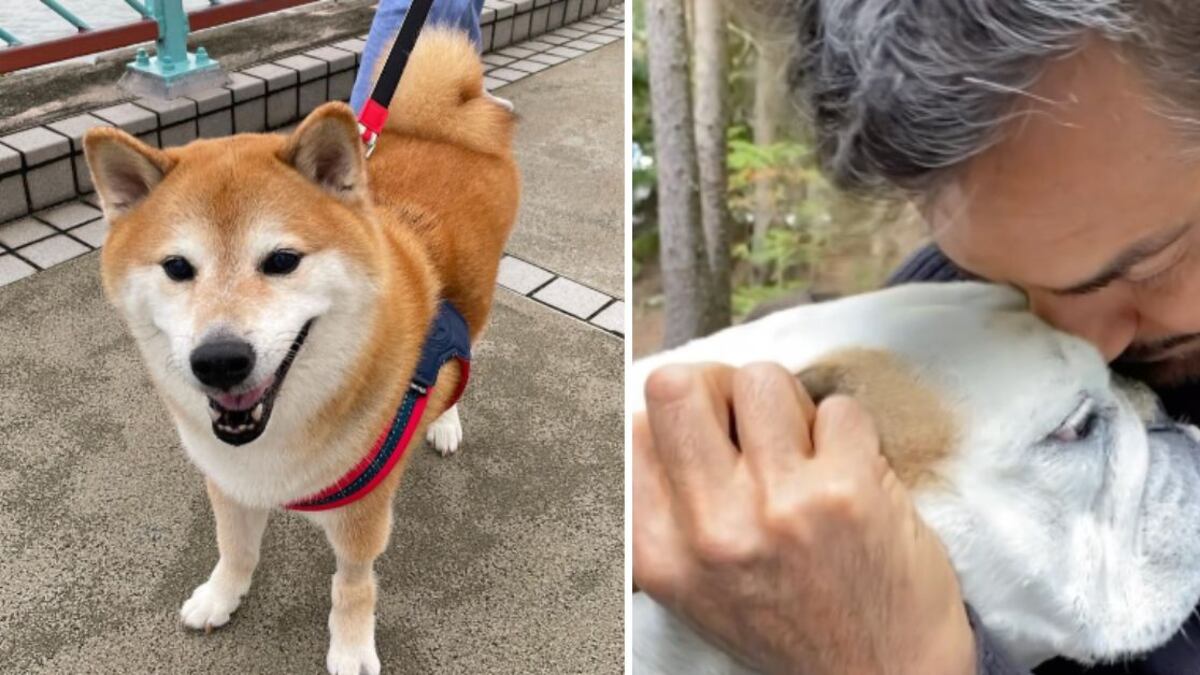 Eugenio Derbez mascota