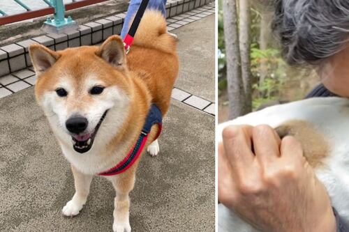 Primero Cheems y ahora muere la perrita Fiona de Eugenio Derbez ¿Cómo afrontar la pérdida de tu mascota?