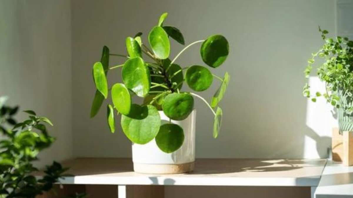 Feng Shui: cómo activar la planta china del dinero para atraer la fortuna y la abundancia