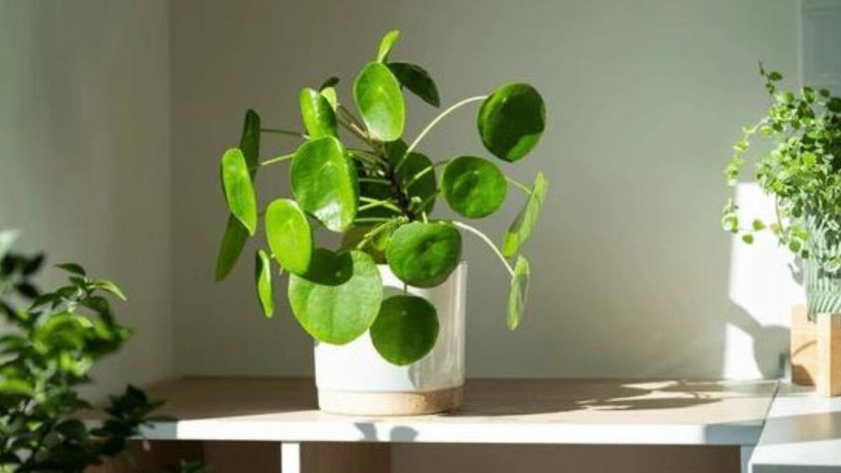 Feng Shui: cómo activar la planta china del dinero para atraer la fortuna y la abundancia