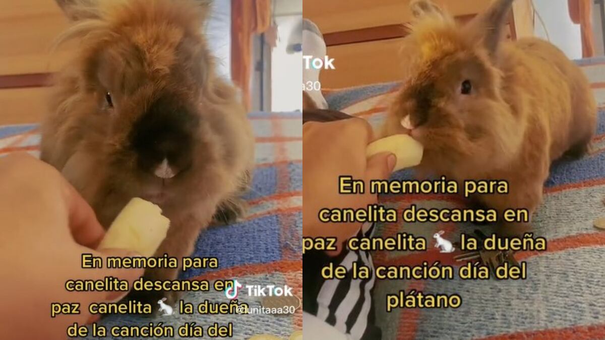 El conejo se volvió viral con la canción