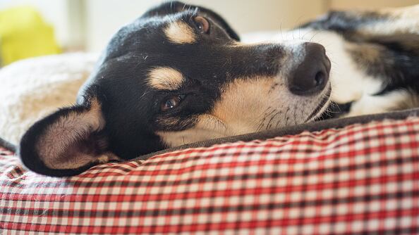 Imagen referencial de perro