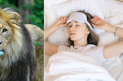 ¿Soñaste con una manada de leones sueltos? El significado de este sueño te asombrará