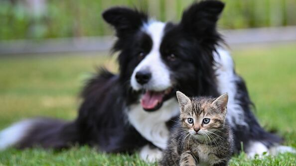 Busca perro o gato en Google y ve qué pasa
