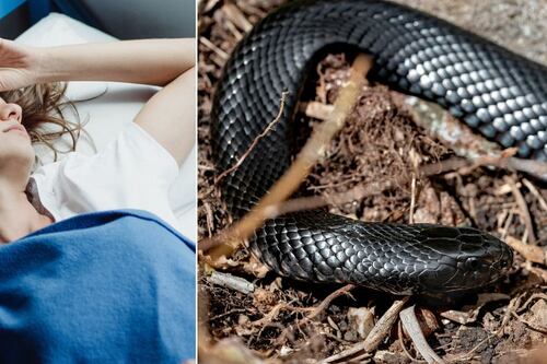¿Qué significa soñar con serpientes negras? Tu mente te está mandando un mensaje importante