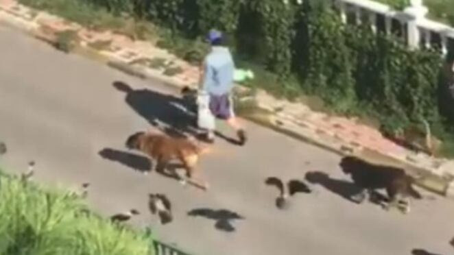 El video se volvió viral