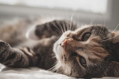 La foto del “gato-serpiente del Amazonas” que se volvió viral y generó un arduo debate en redes