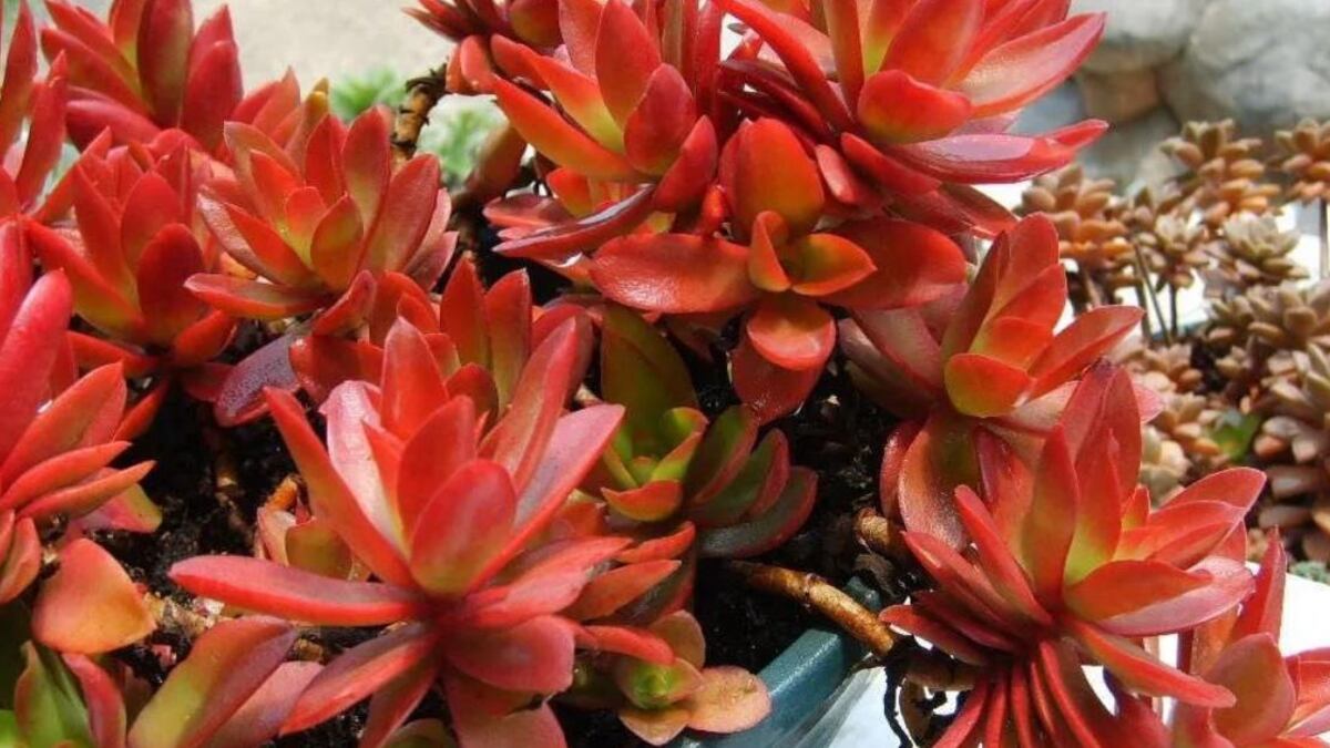 Feng Shui: la suculenta que todos deben tener en casa para atraer la riqueza y abundancia