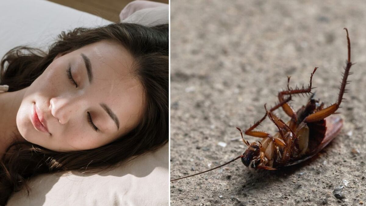 Soñar con cucarachas