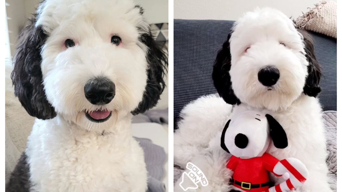 Bayley es la viva imagen de Snoopy
