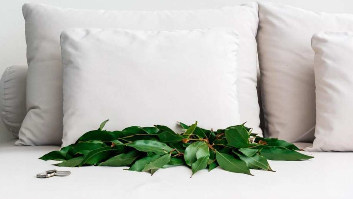 ¿Por qué deberías poner todas las noches 2 hojas de laurel bajo tu almohada antes de dormir?