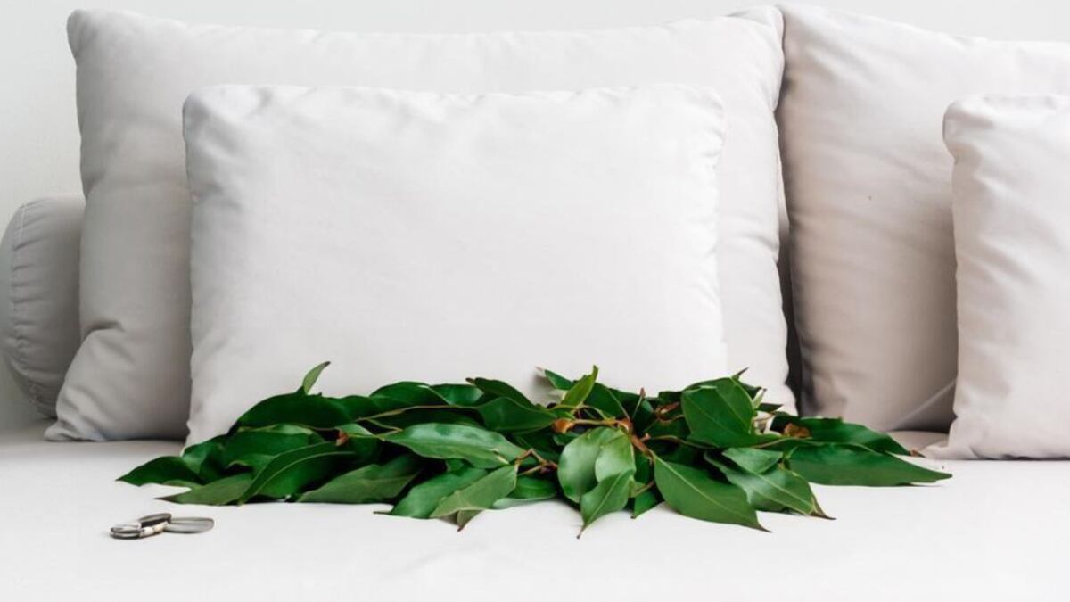 ¿Por qué deberías poner todas las noches 2 hojas de laurel bajo tu almohada antes de dormir?