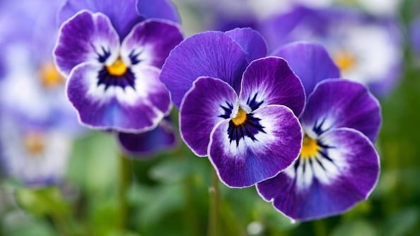 ¿Por qué se regalan flores moradas el 9 de octubre?