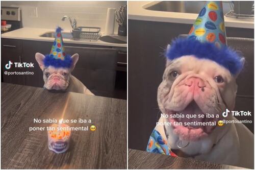 Un perro se emociona cuando le cantan el cumpleaños y su reacción conmueve a todos en redes