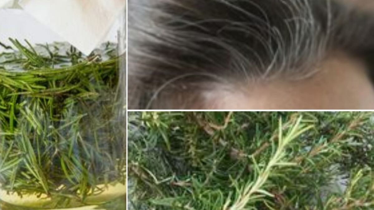 Romero y aceite de oliva para las canas: el poderoso remedio natural para oscurecer el cabello
