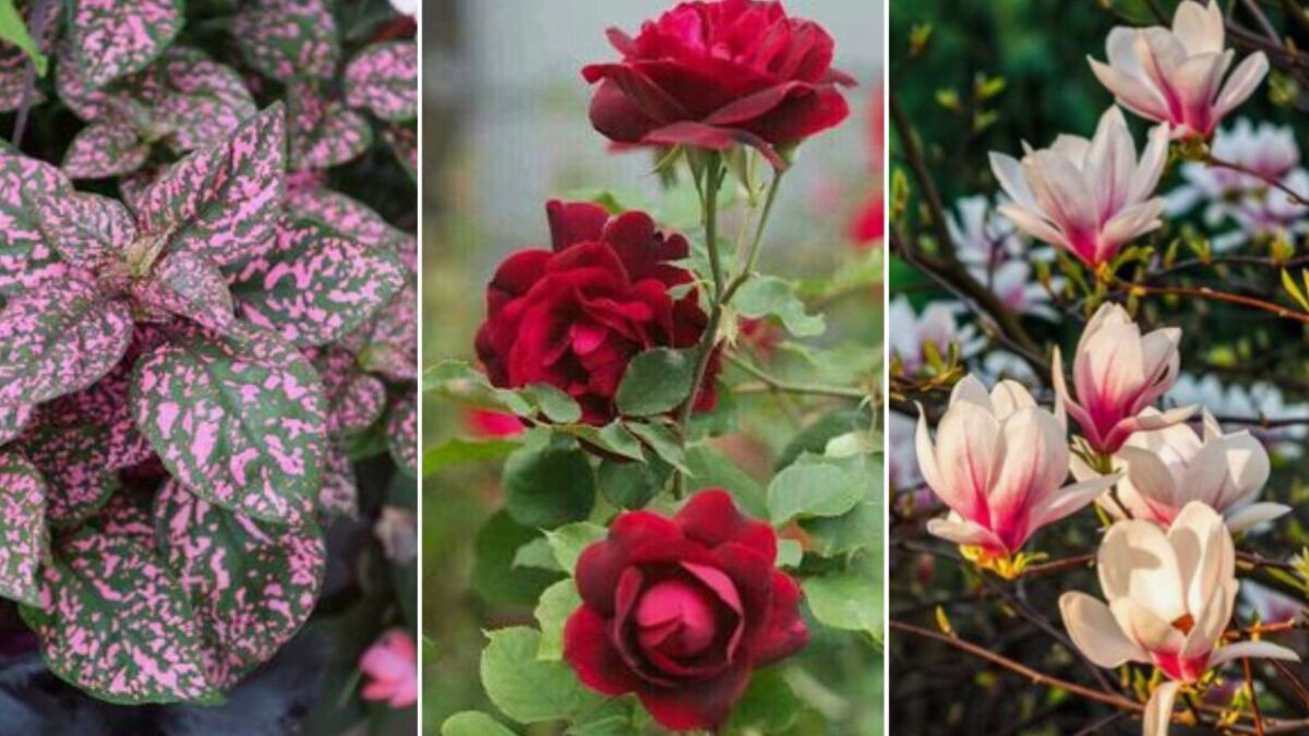 Feng Shui: 3 plantas que todos deben tener en su casa para atraer el amor en el Día de San Valentín