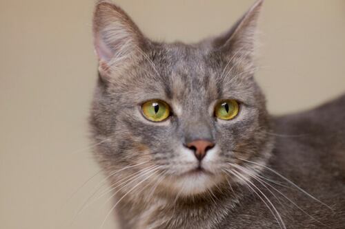 El curioso caso del gato “poseído” que habla en una lengua extraña