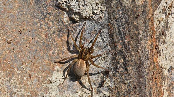 ¿Qué significa soñar con arañas?